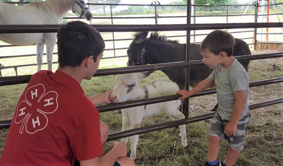 Mercer County 4-H Fair - newborn donkey