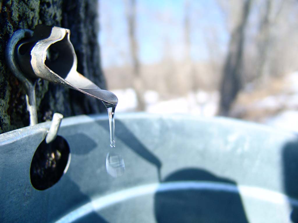 Maple tree tapping