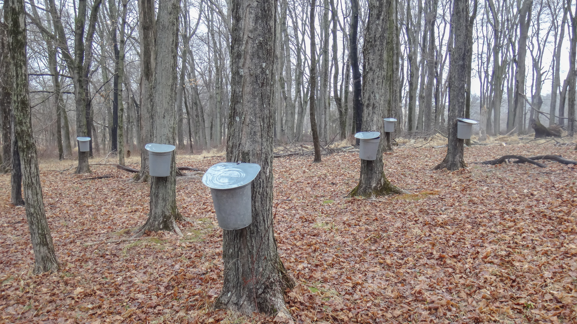 Sap buckets at Howell Farm