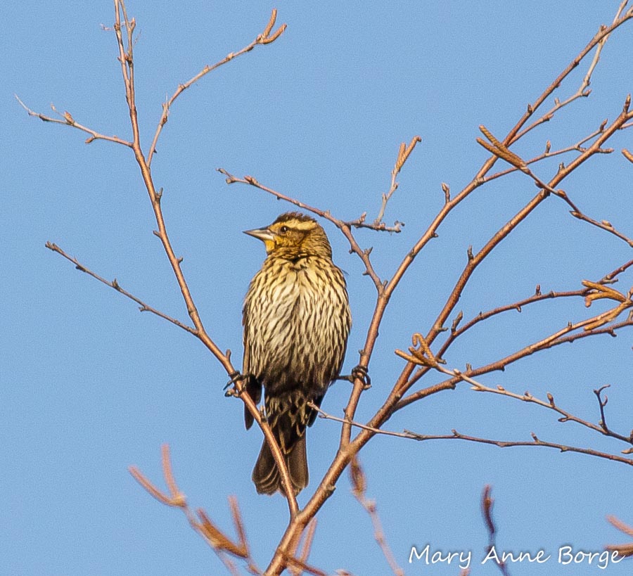 Birding 101 series