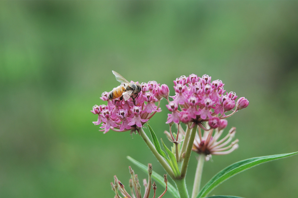 Pollinators