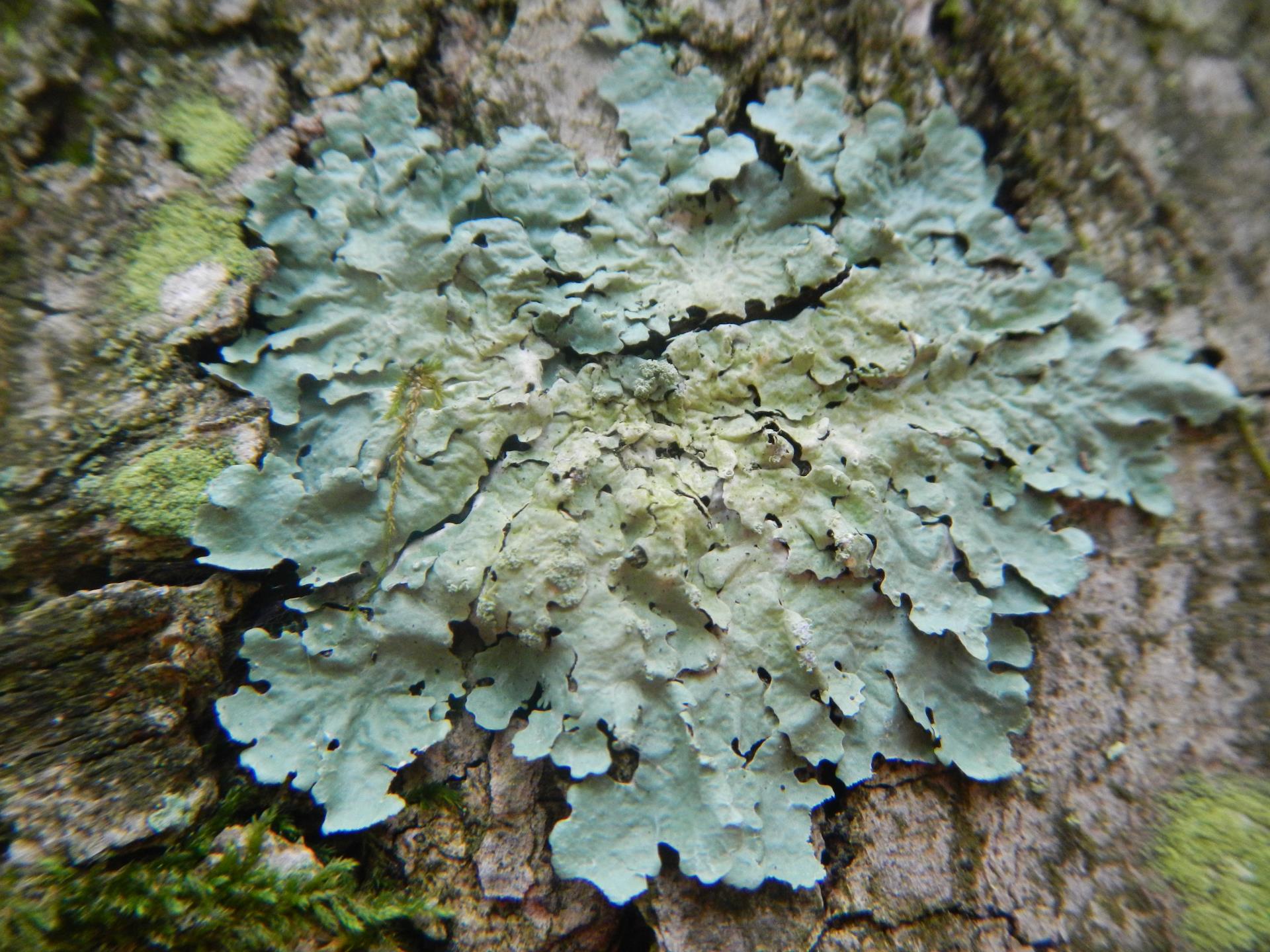 Lichens