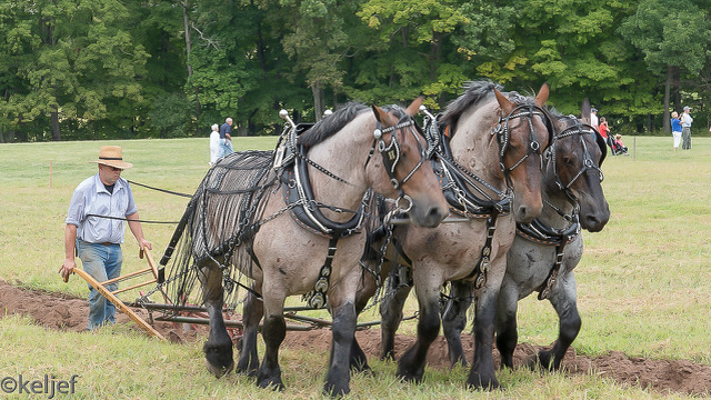 Plowing Match - Jeff Kelley