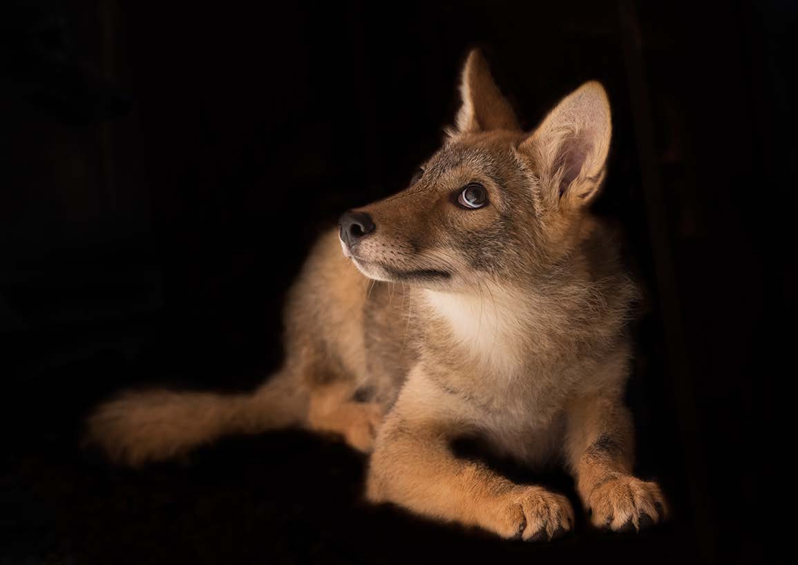 Wildlife Center anniversary