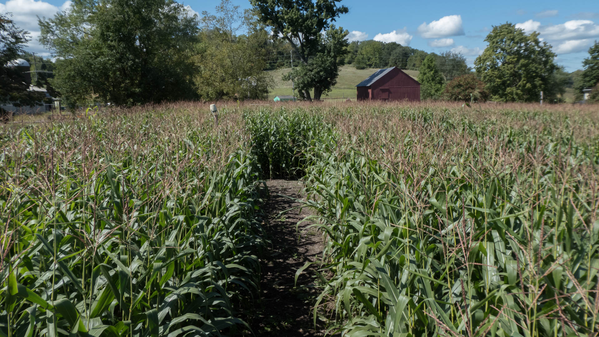 Howell Farm corn maze