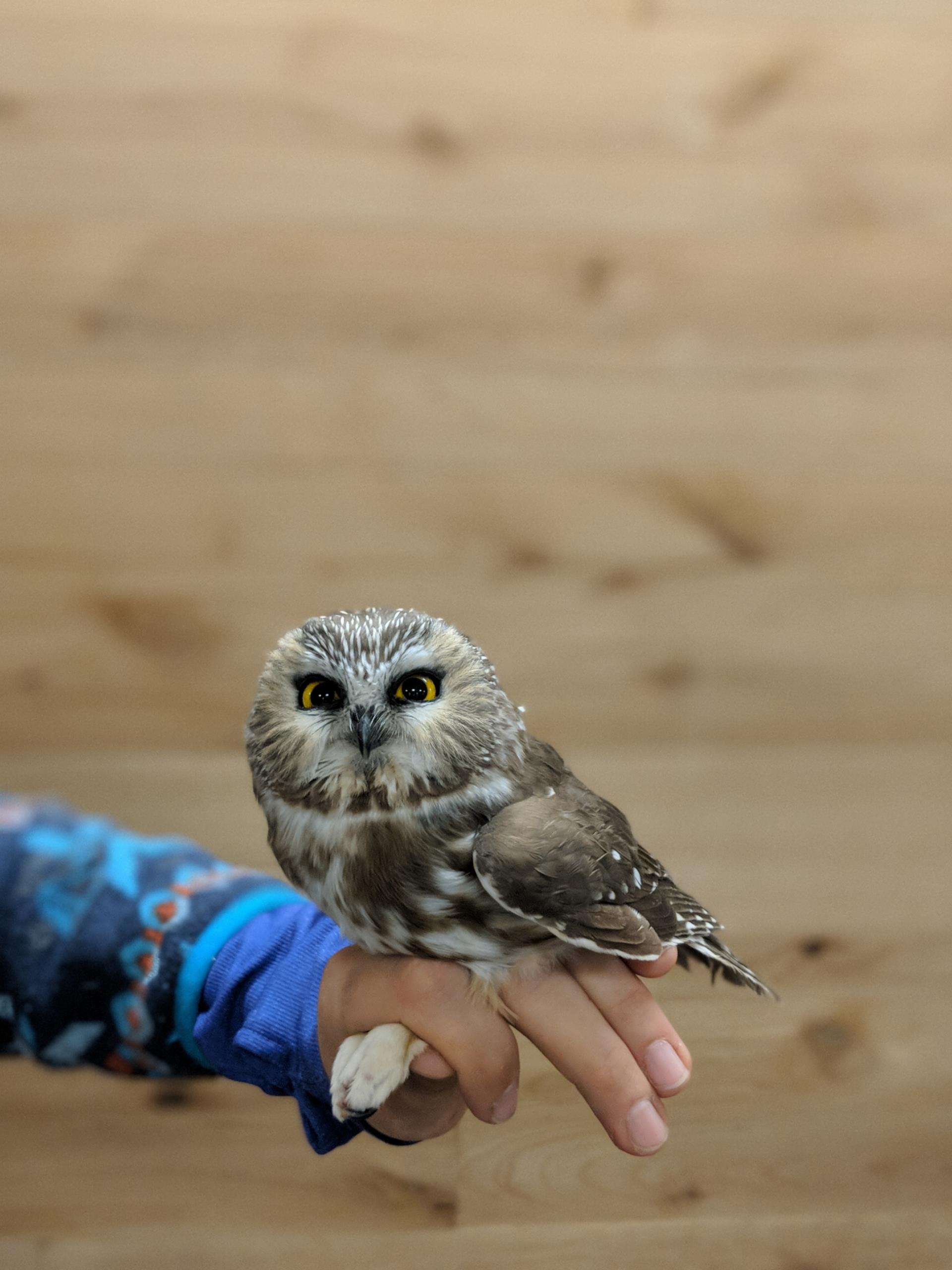 Owl banding