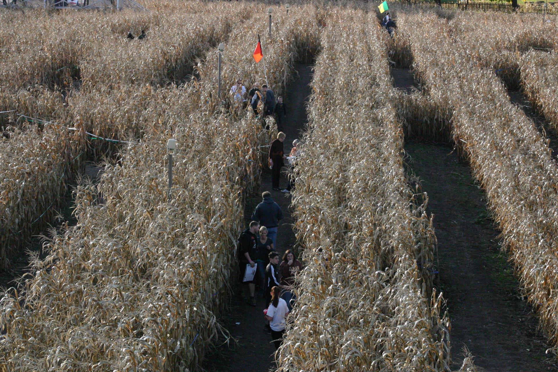 Corn maze 2