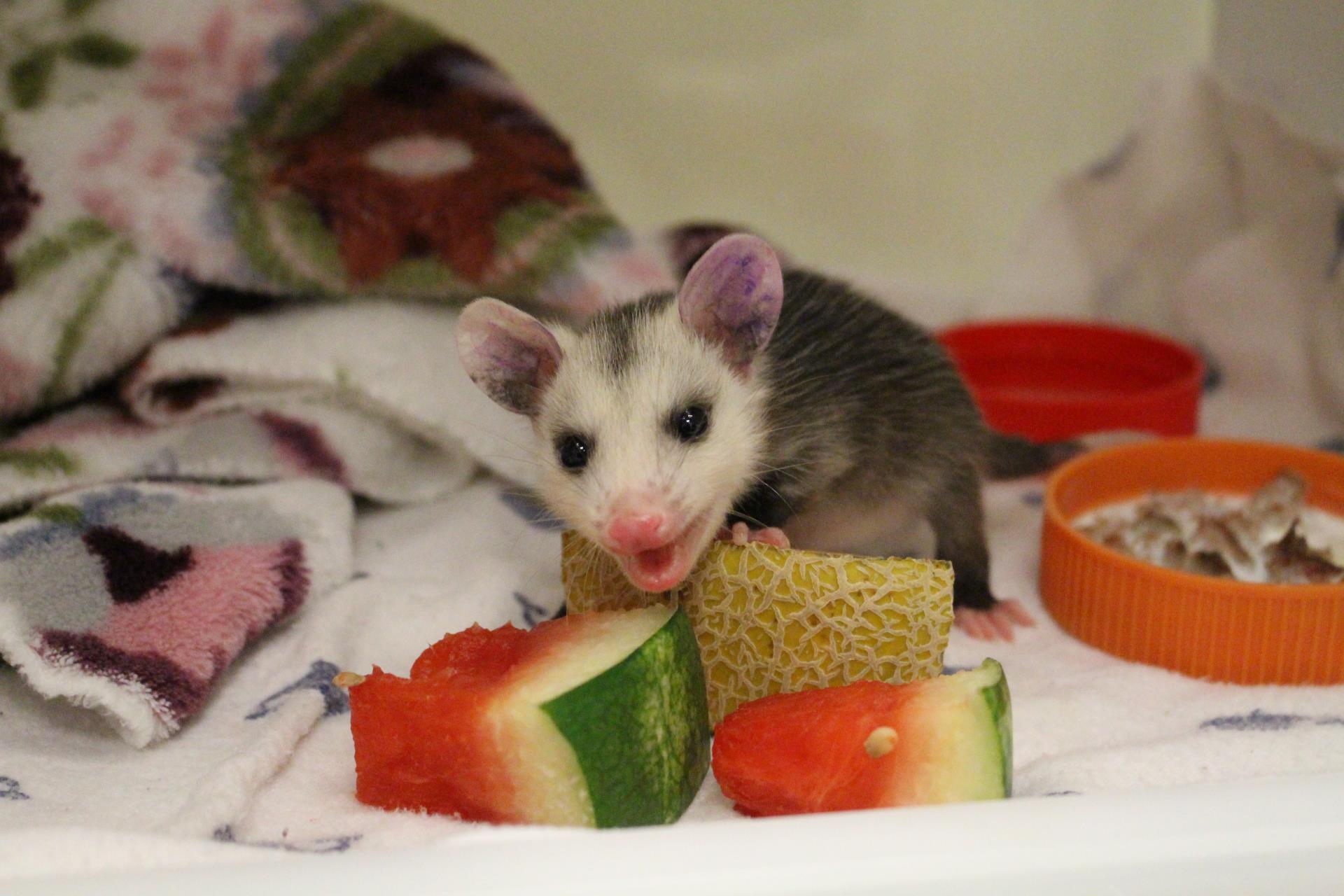 Wildlife Center guest