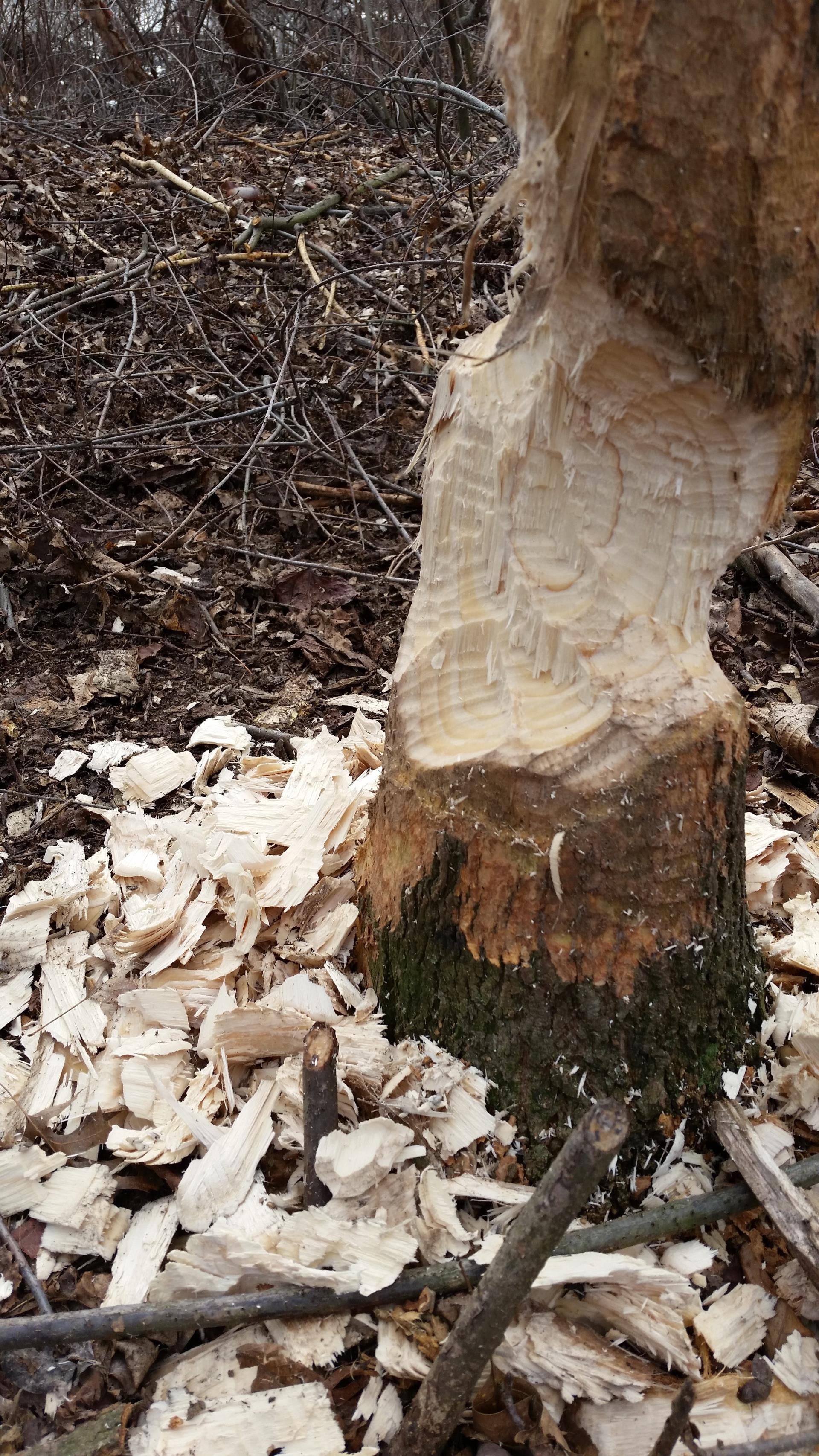 Beaver marks