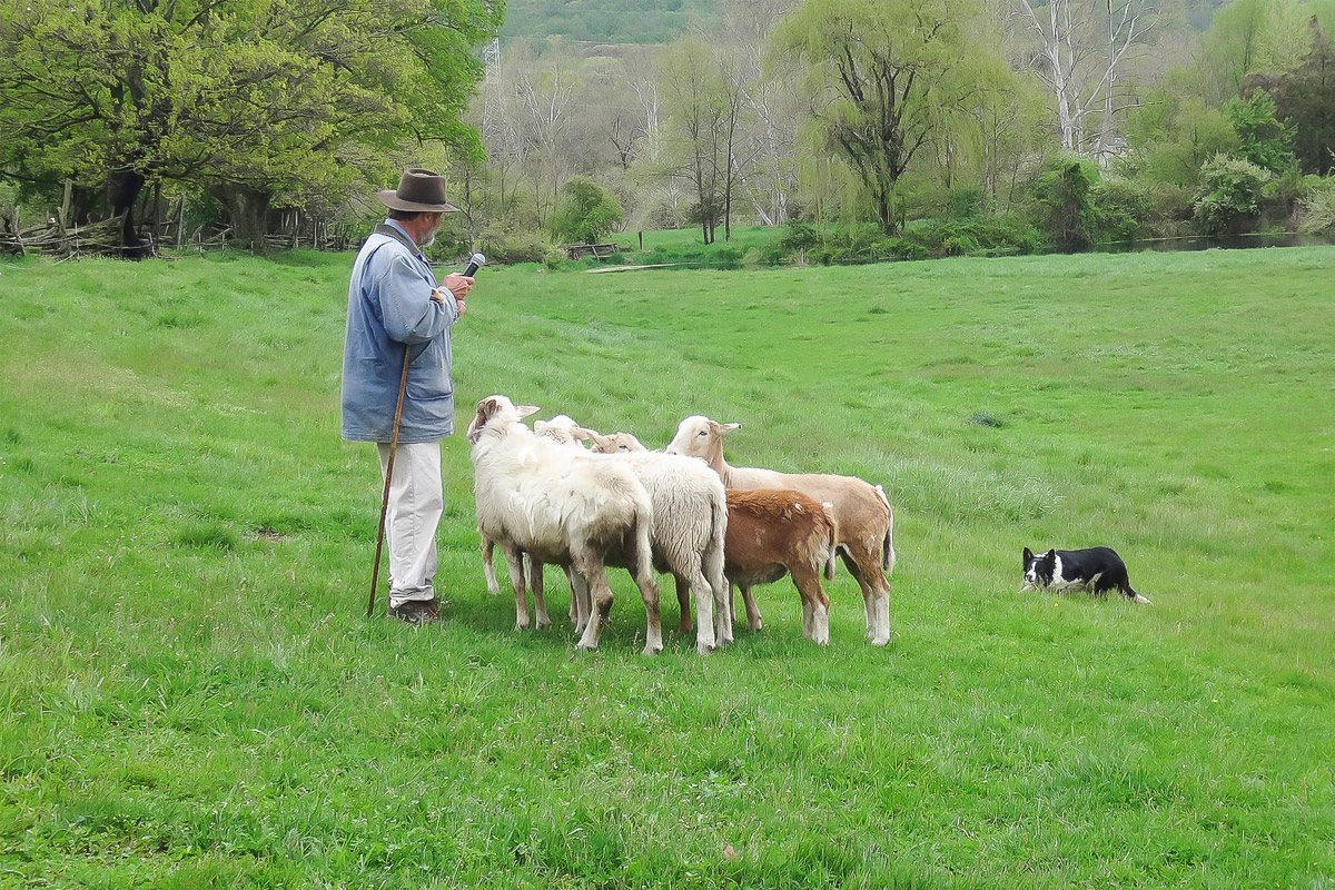 Sheep shearing