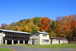 Woodens-chicken farm