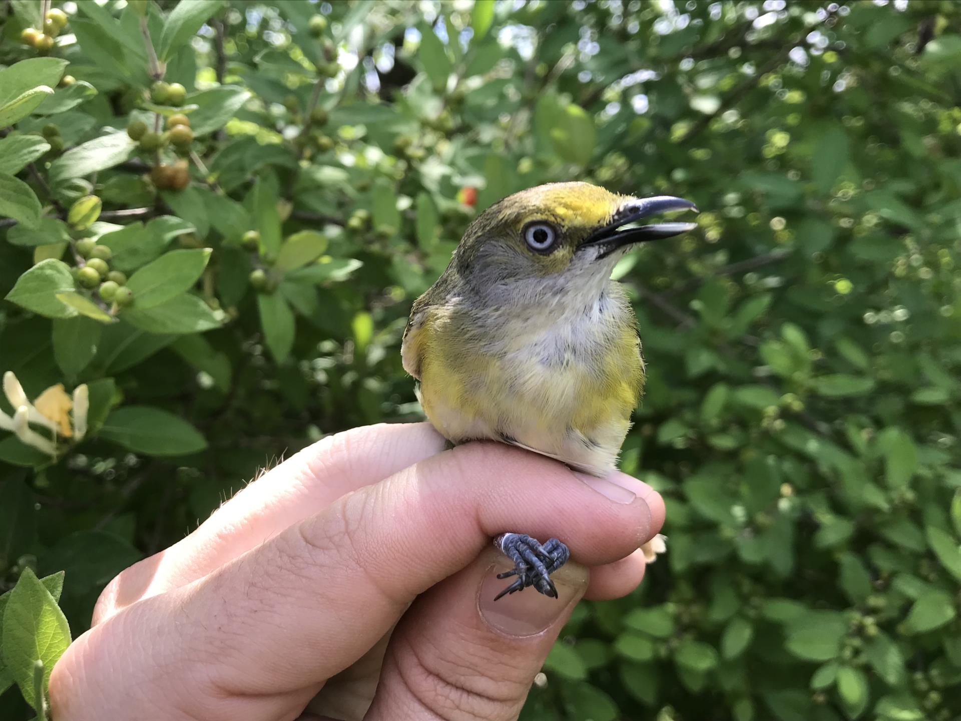 Bird banding