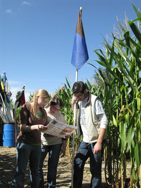 Corn maze