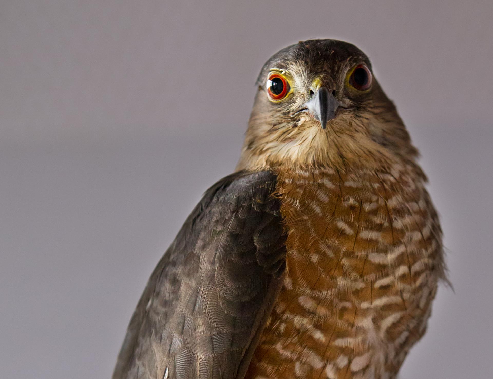 Cooper's hawk