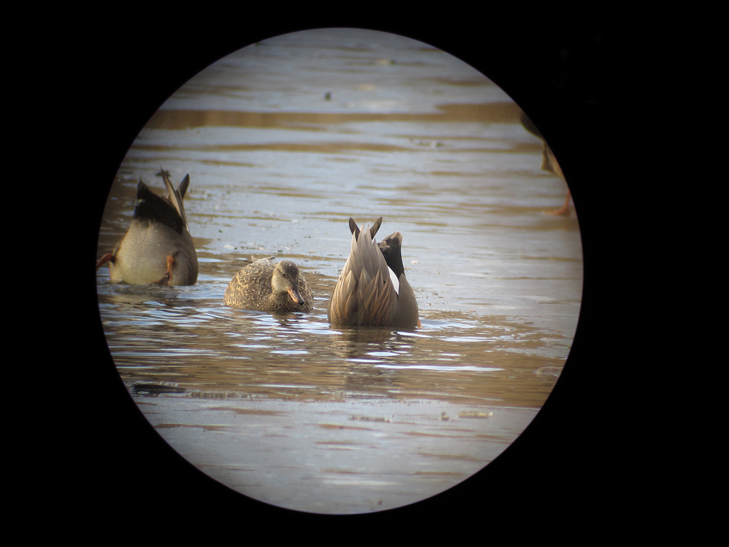 Winter duck walk