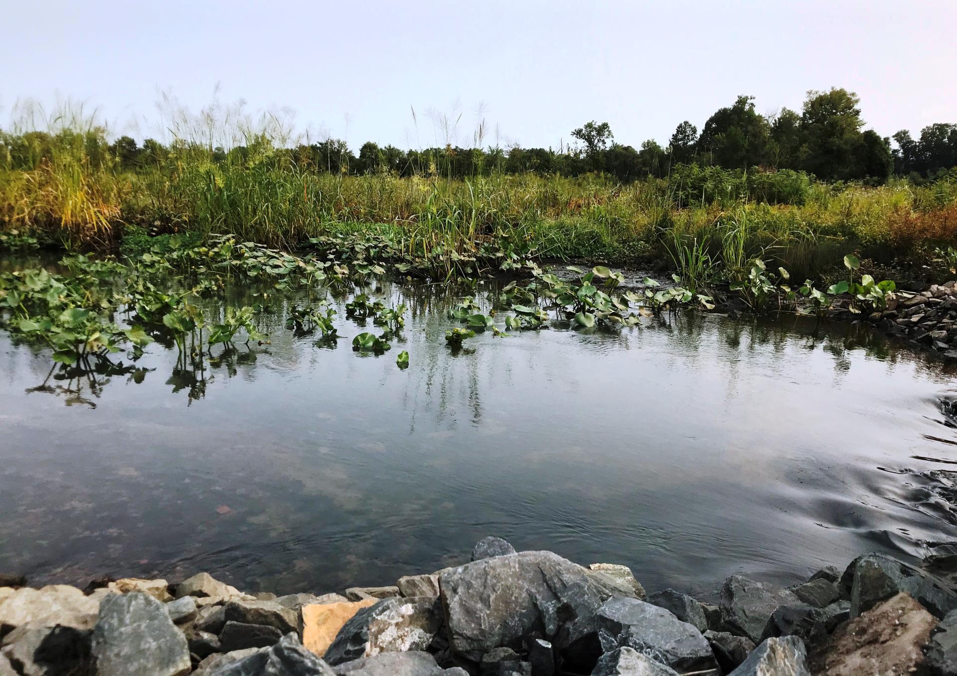 roebling-marsh-2-2020