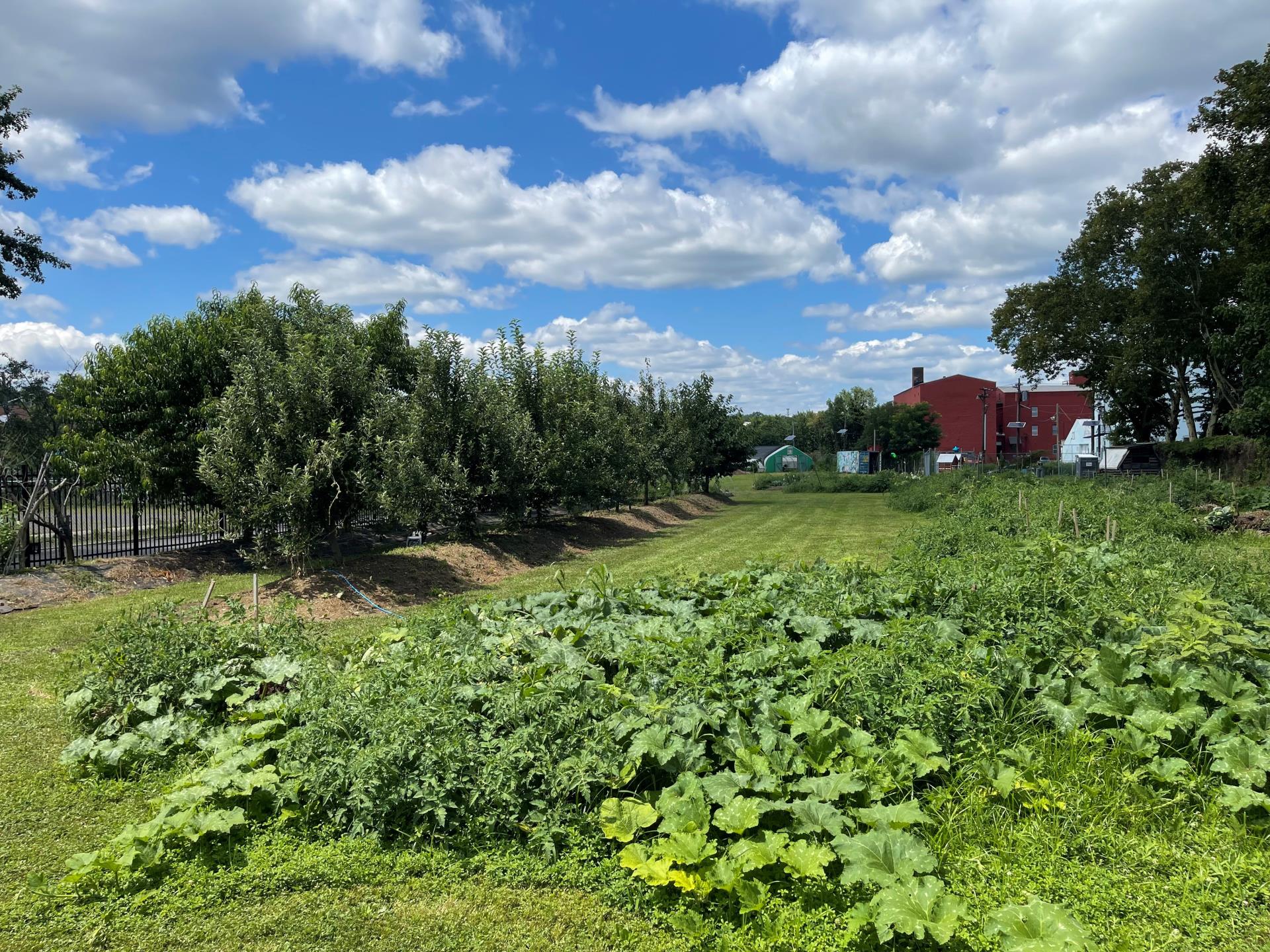 Capital City Farm Long Shot