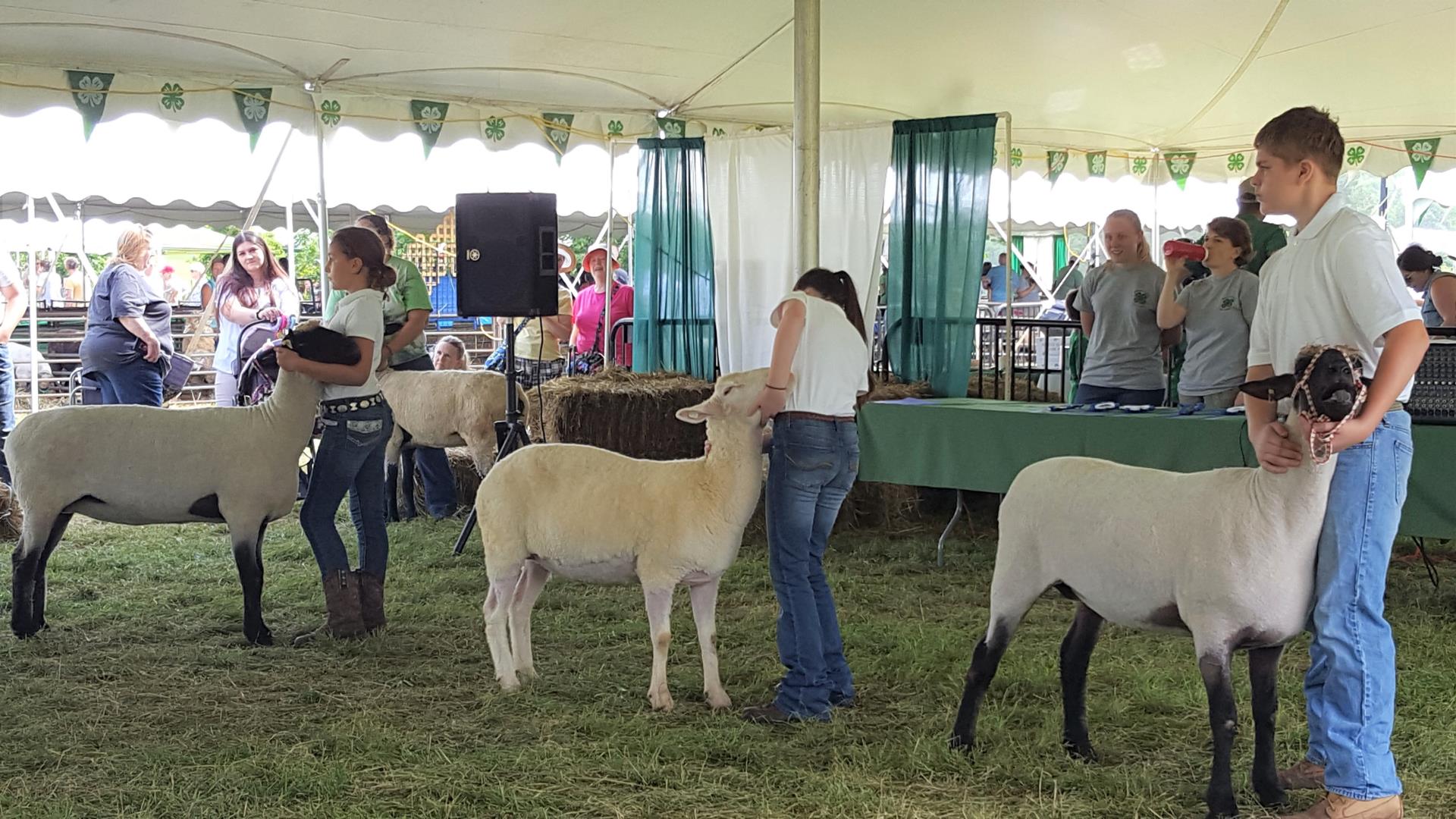 4-H Fair - sheep show