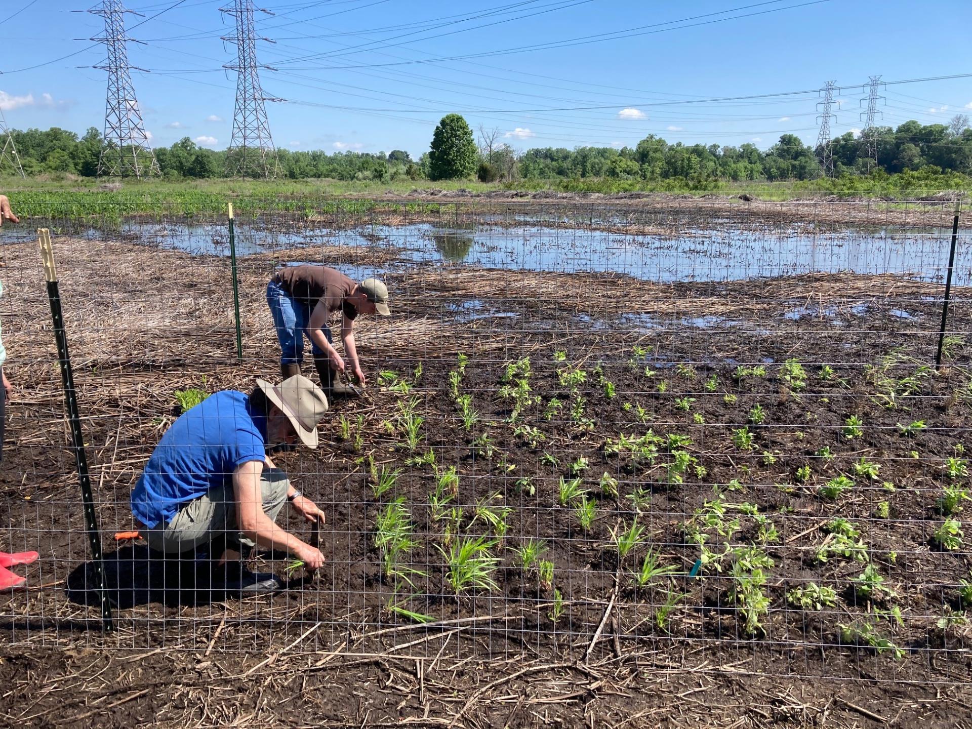 roebling_planting_spring