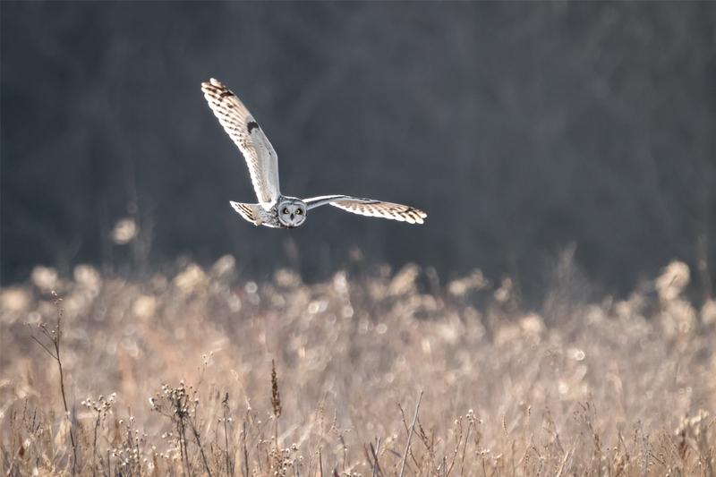 short-ear-owl-forweb-medium